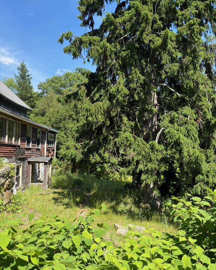 Side yard of the Milford MA house overgrown with knotweed and trees